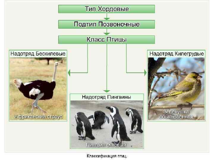 Установите соответствие между группами и видами птиц