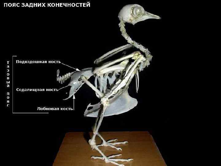 Кости археоптерикса. Археоптерикс скелет. Археоптерикс строение. Археоптерикс из бумаги. Origami Archaeopteryx.