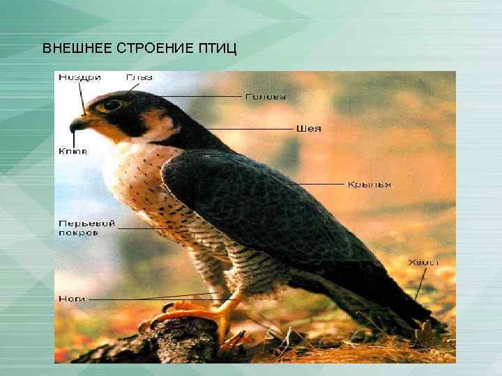 ВНЕШНЕЕ СТРОЕНИЕ ПТИЦ 
