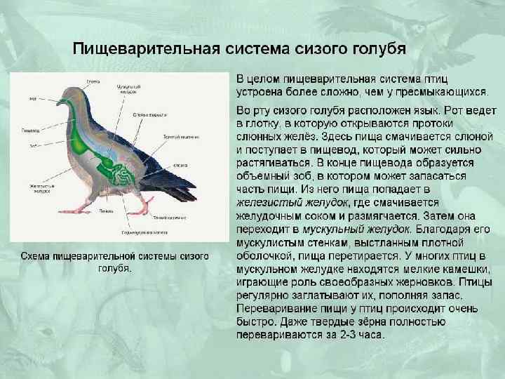 Какие отделы составляют пищеварительную систему птиц