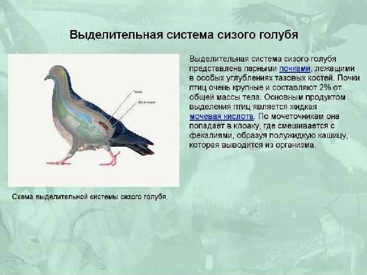 Класс птицы 7 класс биология конспект кратко. Схема строения выделительной системы птиц. Выделительная система птиц 7 класс биология.