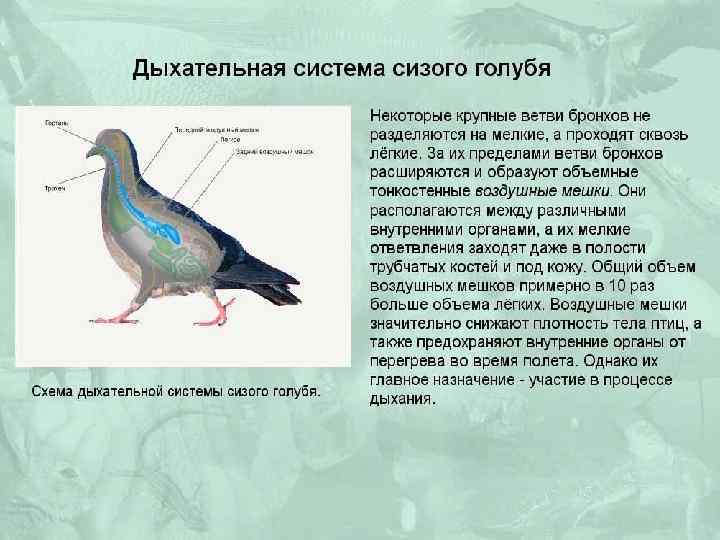 Органы дыхания у голубя картинки