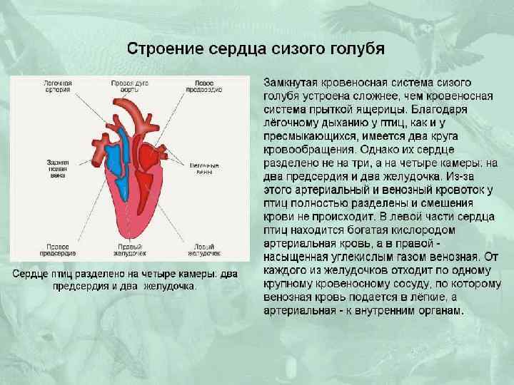 На рисунке сердца птицы подпишите названия отделов сердца укажите стрелками направления