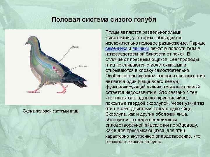 Птицы половая. Половая система птиц органы. Половая система птиц строение. Сизый голубь строение. Схема половой системы птиц.