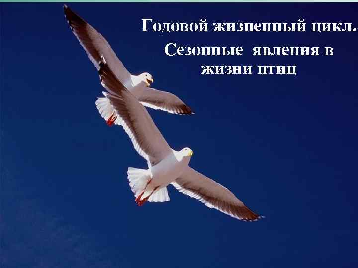 Годовой жизненный цикл. Сезонные явления в жизни птиц 