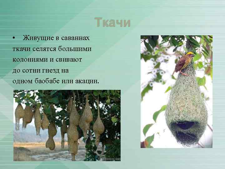 Ткачи • Живущие в саваннах ткачи селятся большими колониями и свивают до сотни гнезд