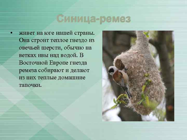 Синица-ремез • живет на юге нашей страны. Она строит теплое гнездо из овечьей шерсти,