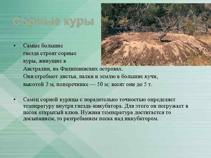 Сорные куры • Самые большие гнезда строят сорные куры, живущие в Австралии, на Филиппинских