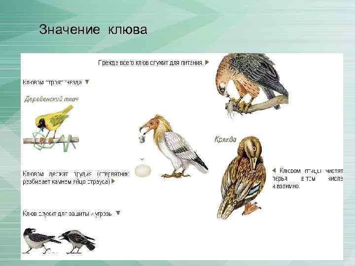 Животное изображенное на рисунке является вымершей переходной формой между пресмыкающимися и