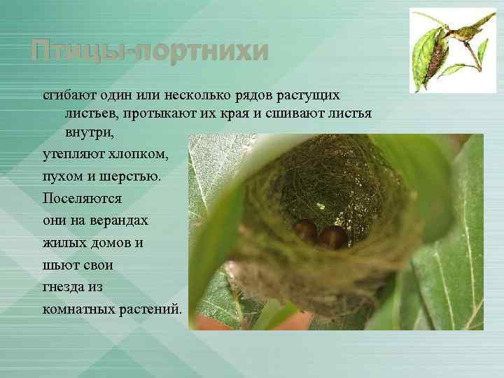 Птицы-портнихи сгибают один или несколько рядов растущих листьев, протыкают их края и сшивают листья