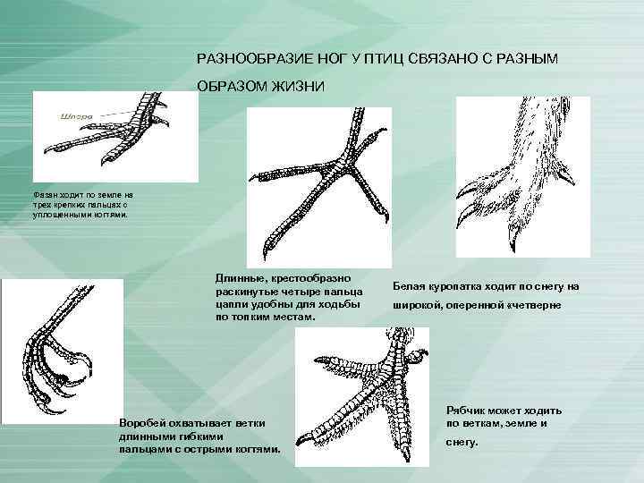 Разнообразие конечностей. Разнообразие конечностей птиц. Разнообразие ног у птиц связано. Формы ног птиц. Виды ног у птиц.