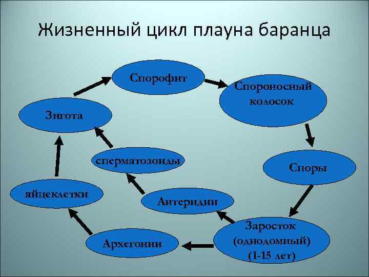 Жизненный цикл плауна баранца Спорофит Спороносный колосок Зигота сперматозоиды яйцеклетки Споры Антеридии Архегонии Заросток