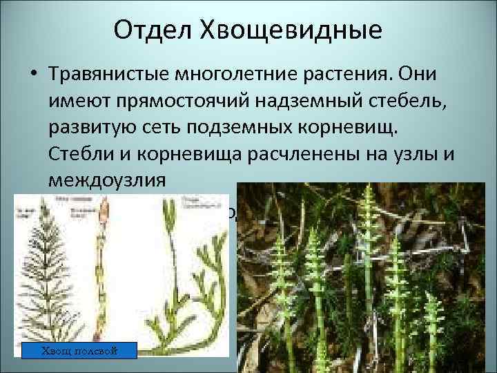 Отдел Хвощевидные • Травянистые многолетние растения. Они имеют прямостоячий надземный стебель, развитую сеть подземных