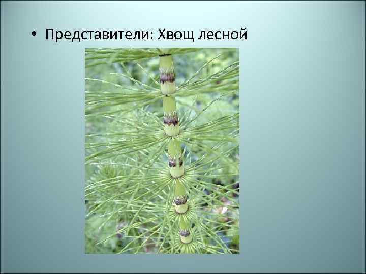  • Представители: Хвощ лесной 