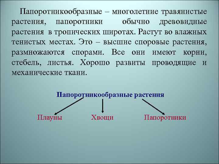 Папоротникообразные – многолетние травянистые растения, папоротники обычно древовидные растения в тропических широтах. Растут во