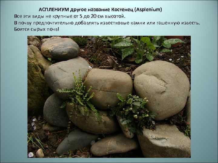 АСПЛЕНИУМ другое название Костенец (Asplenium) Все эти виды не крупные от 5 до 20