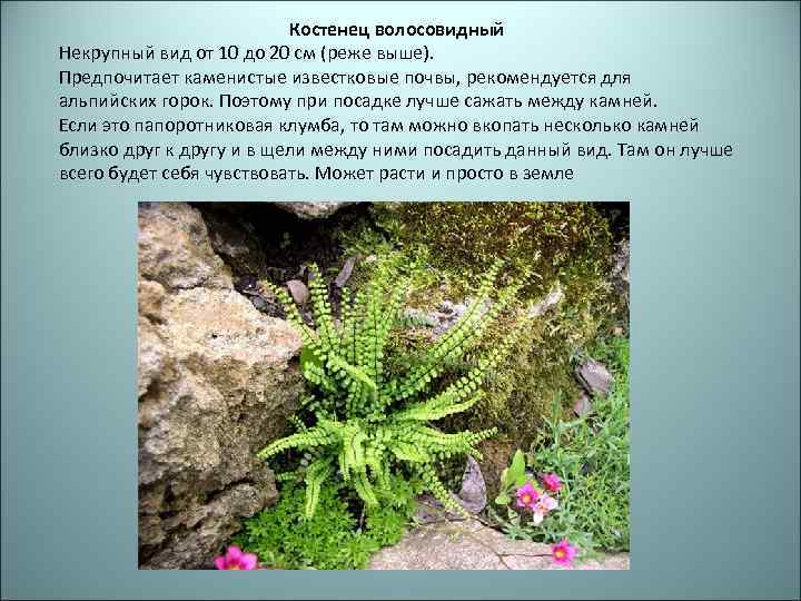 Костенец волосовидный Некрупный вид от 10 до 20 см (реже выше). Предпочитает каменистые известковые