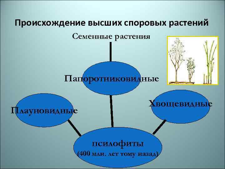 Происхождение высших споровых растений Семенные растения Папоротниковидные Хвощевидные Плауновидные псилофиты (400 млн. лет тому