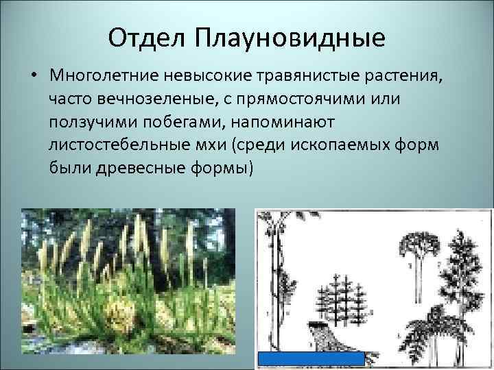 Отдел Плауновидные • Многолетние невысокие травянистые растения, часто вечнозеленые, с прямостоячими или ползучими побегами,