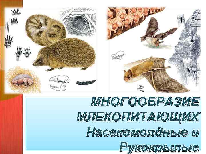 МНОГООБРАЗИЕ МЛЕКОПИТАЮЩИХ Насекомоядные и Рукокрылые 