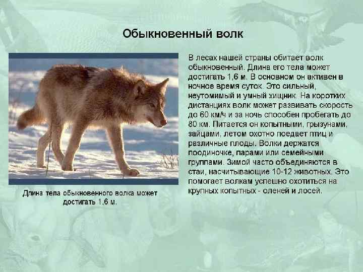 Бурый волк пересказ. Приспособленность волка к среде обитания. Волк приспособление к среде. Характер волка.
