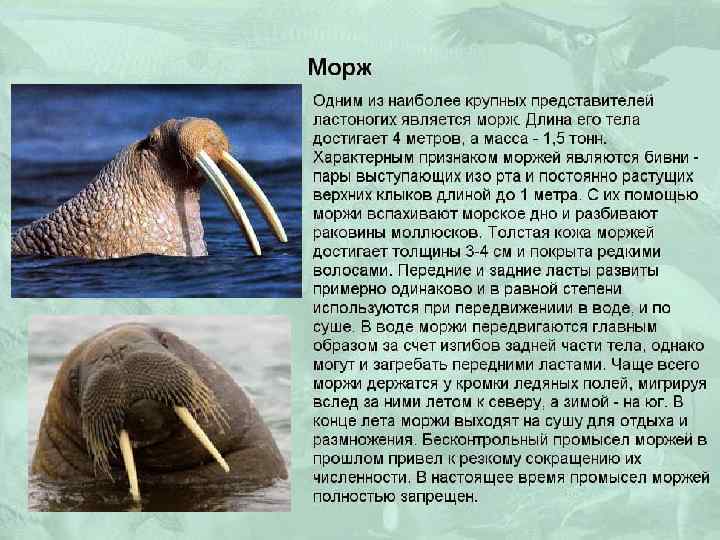 Презентация о моржах