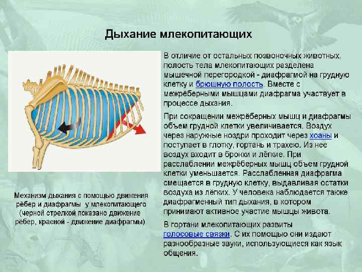 Картинки внутреннее строение млекопитающих