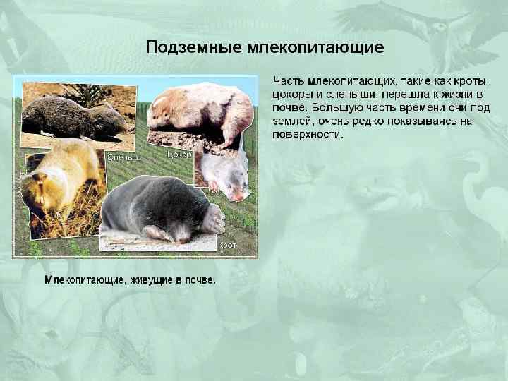 Подземные млекопитающие. Биологические группы млекопитающих. Экологические группы млекопитающих.