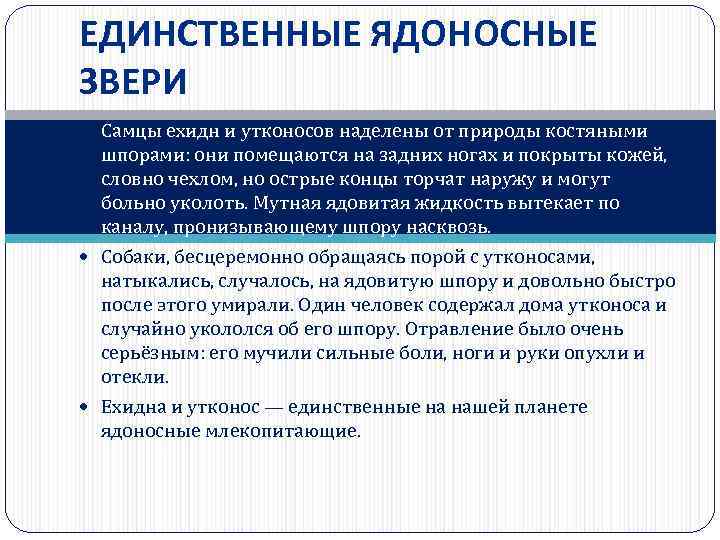 ЕДИНСТВЕННЫЕ ЯДОНОСНЫЕ ЗВЕРИ Самцы ехидн и утконосов наделены от природы костяными шпорами: они помещаются