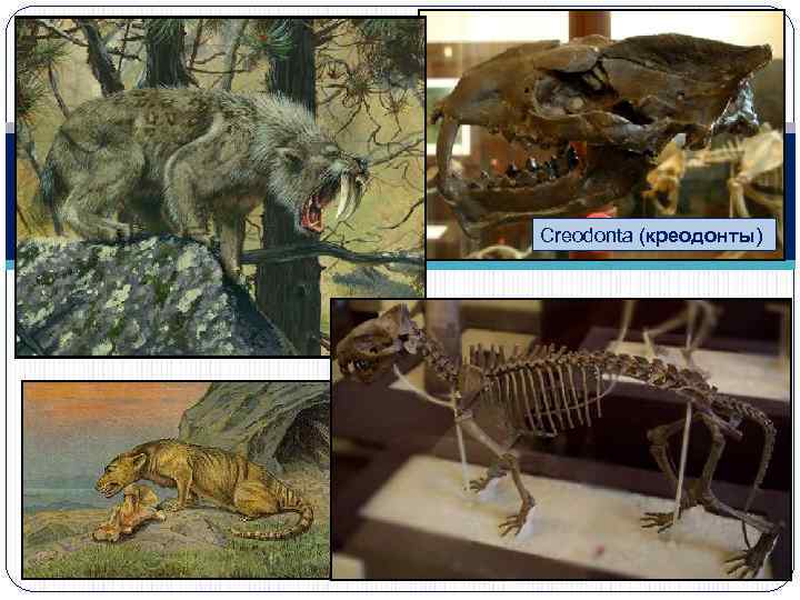 Creodonta (креодонты) 