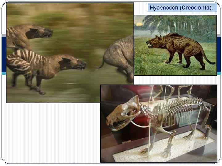 Hyaenodon (Creodonta). 