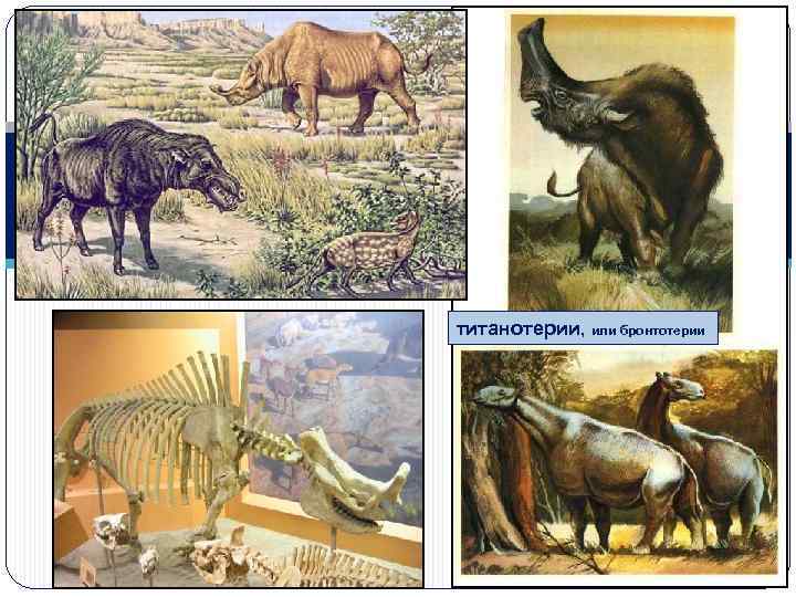 титанотерии, или бронтотерии 