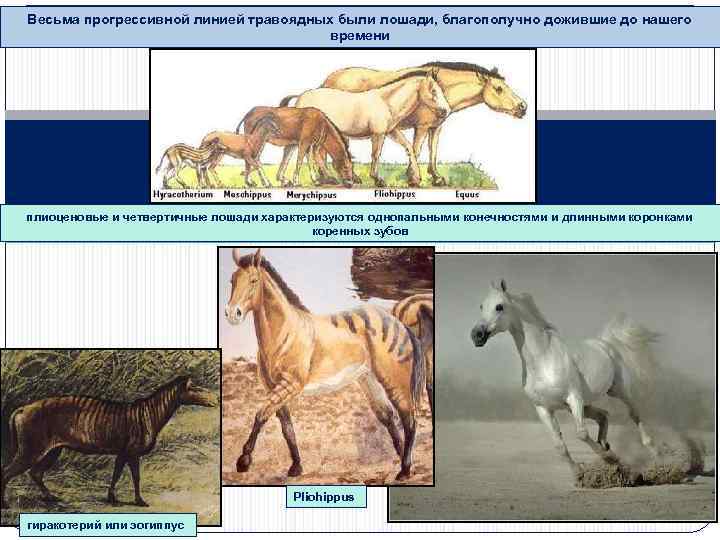 Весьма прогрессивной линией травоядных были лошади, благополучно дожившие до нашего времени плиоценовые и четвертичные