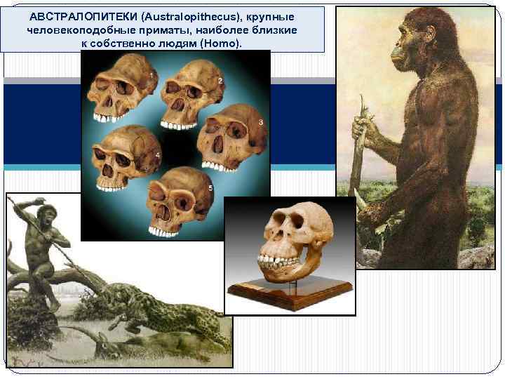 АВСТРАЛОПИТЕКИ (Australopithecus), крупные человекоподобные приматы, наиболее близкие к собственно людям (Homo). 