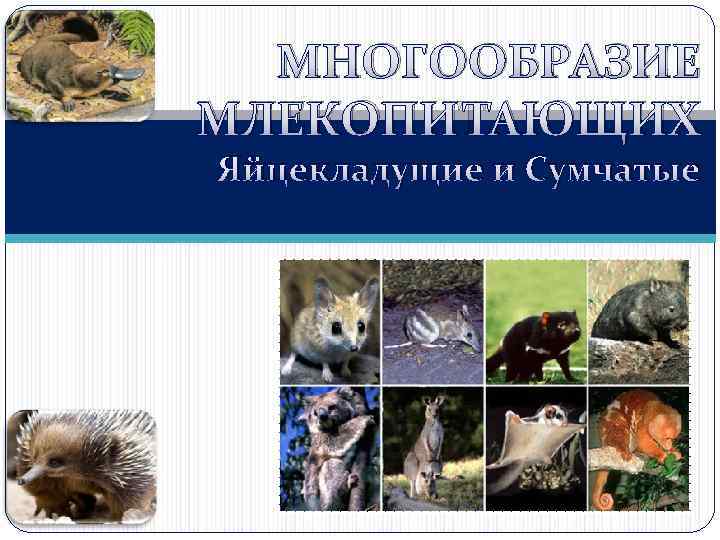 МНОГООБРАЗИЕ МЛЕКОПИТАЮЩИХ Яйцекладущие и Сумчатые 