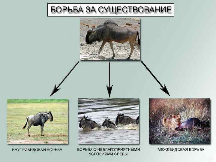 Вложил в стеклянные сосуды свежее мясо