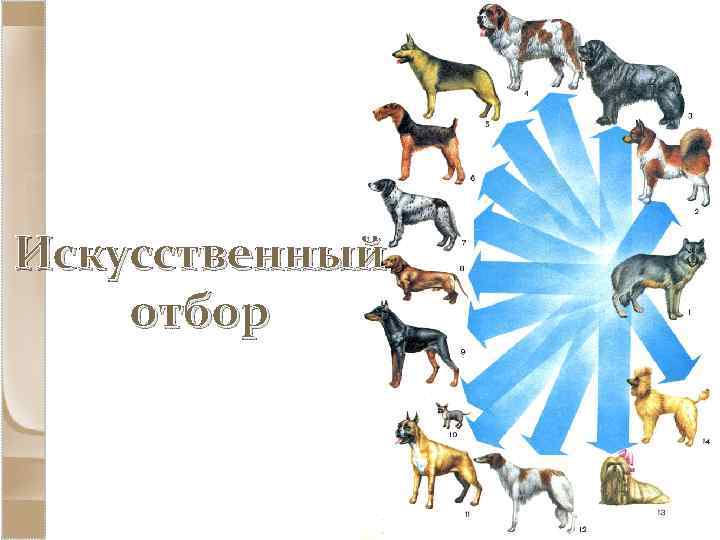 Искусственный отбор 