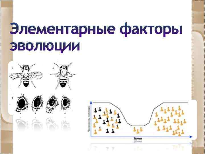 Элементарные факторы эволюции 