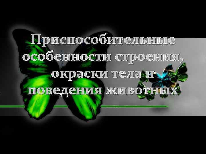 Приспособительные особенности строения, окраски тела и поведения животных 