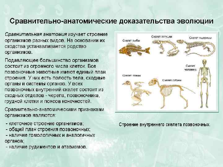 Вложил в стеклянные сосуды свежее мясо