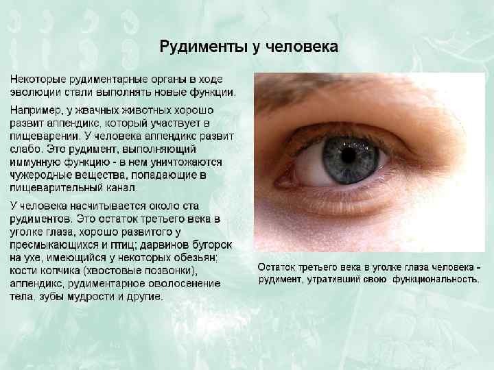 Остаток третьего века в углу. Остаток третьего века у человека. Остаток третьего века в углу глаза человека пример. Остаток третьего века в углу глаза человека - пример 1) атавизма.