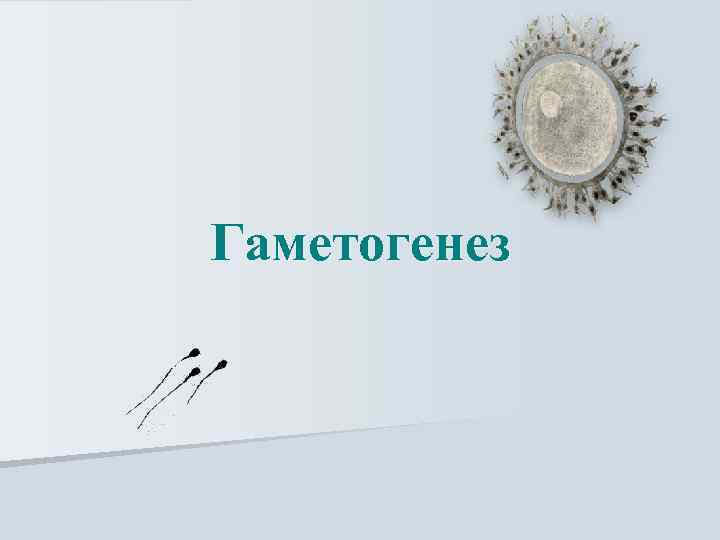 Гаметогенез 