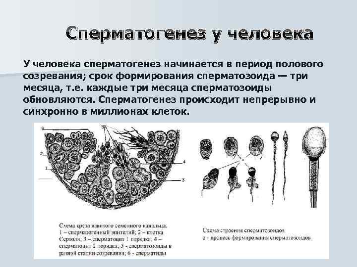 Сперматогенез у человека У человека сперматогенез начинается в период полового созревания; срок формирования сперматозоида