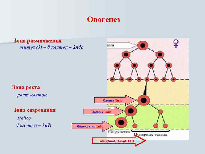 Овогенез Зона размножения митоз (3) – 8 клеток – 2 n 4 c Зона