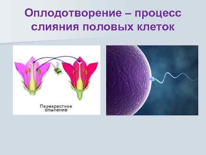 Оплодотворение – процесс слияния половых клеток 