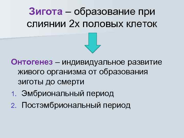 Зигота – образование при слиянии 2 х половых клеток Онтогенез – индивидуальное развитие живого