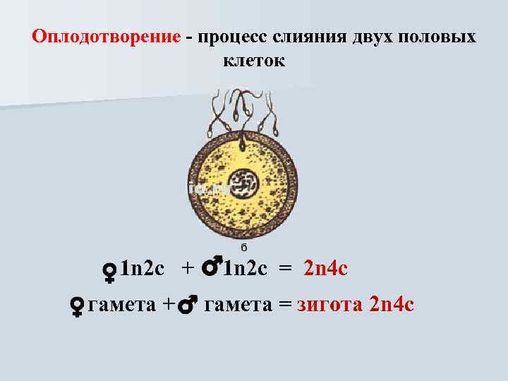 Оплодотворение - процесс слияния двух половых клеток 1 n 2 с + гамета +