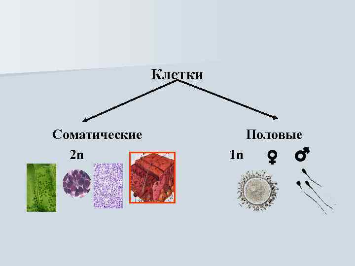 Клетки Соматические 2 n Половые 1 n 