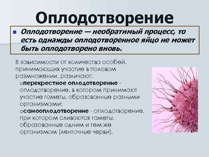 Оплодотворение n Оплодотворение — необратимый процесс, то есть однажды оплодотворенное яйцо не может быть