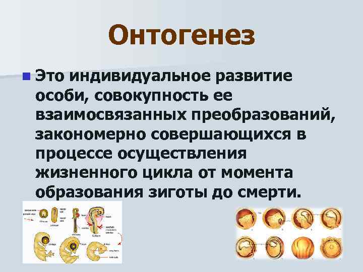 Онтогенез n Это индивидуальное развитие особи, совокупность ее взаимосвязанных преобразований, закономерно совершающихся в процессе